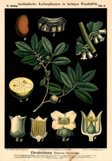 Cultivated plant, ebony tree, Diospyros dalechamps, illustration by Carl Bollmann, reproduction