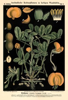 Cultivated plant, peanut, Arachis hypogaea, illustration by Carl Bollmann, reproduction from a