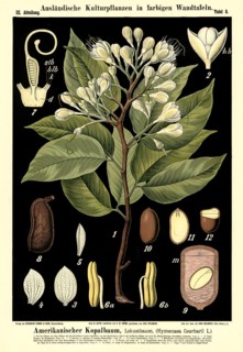 Cultivated plant, American copal tree, Locust tree, Hymenaea courbaril, illustration by Carl