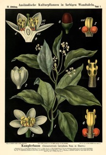 Cultivated plant, camphor tree, Cinnamomum camphora, illustration by Carl Bollmann, reproduction