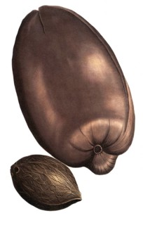 Maldives palm fruit, Maldivian fructus palm, palma indica, coccus major, illustration, reproduction