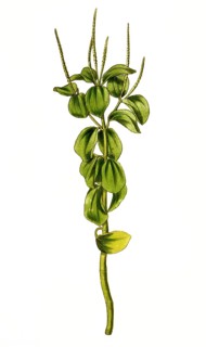 Peperomia polystachya, raindrop peperomia or ornamental pepper, illustration, reproduction from a
