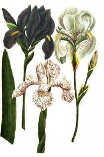 Iris coerulea, Iris latifolia candida, Iris dalmatia major (from left to right), iris, a genus of