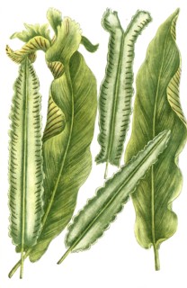 Deertongue fern, lingua cervina, illustration, reproduction from a 19th century model. Authentic,