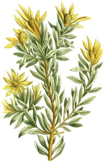Protea scolymocephala, also known as thistle protea or thistle sugar bush, is a flowering plant of