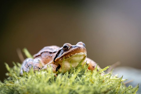 Common frog (Rana temporaria) sitting on moss, Lower Austria, Austria