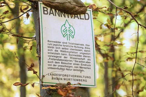 Protected forest, total reserve in the Swabian Jura in the Nenninger Valley with the ruins of