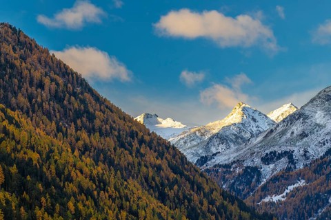 Mixed forest with larch trees (Larix) in autumn, mountain peaks with snow, autumn, Piz Sarsura, Piz