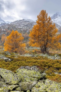 Larch trees (Larix) in autumn in front of mountain peaks with snow, autumn, Pontresina, Bernina