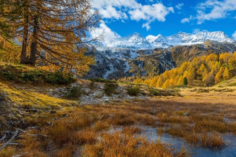 Larches (Larix) in autumn in front of mountain peaks with snow, autumn, Pontresina, Piz Arlas, Piz
