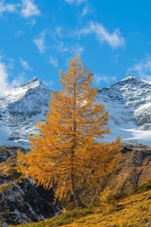 Larch (Larix) in autumn in front of mountain peaks, Punta Carale, Sassal Mason, autumn, Pontresina,