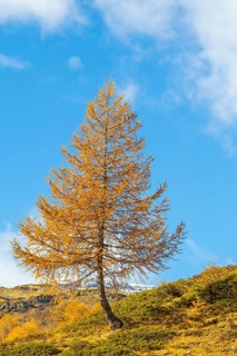 Larch (Larix) in autumn colors against blue skies, autumn, Pontresina, Bernina Pass, Engadin,