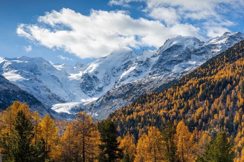 Morteratsch Glacier, mixed forest with larch trees (Larix) in autumn, Pontresina, Engadin,