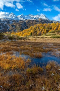 Larches (Larix) in autumn in front of mountain peaks, autumn, Pontresina, Piz Arlas, Piz Cambrena,