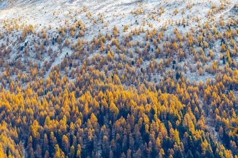 Larch forest (Larix) in autumn, snow, autumn, Albula Pass, Engadin, Grisons, Switzerland