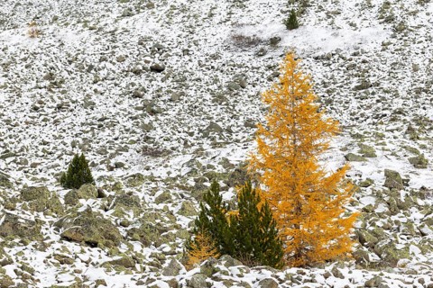 Larch (Larix) in autumn, snow, autumn, Albula Pass, Engadin, Grisons, Switzerland