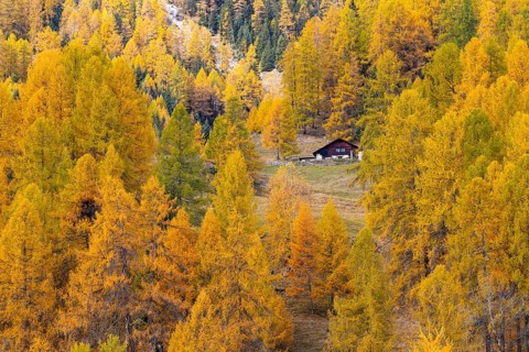 Wooden house in the middle of larches (Larix) in autumn, snow, autumn, Albula Pass, Engadin,