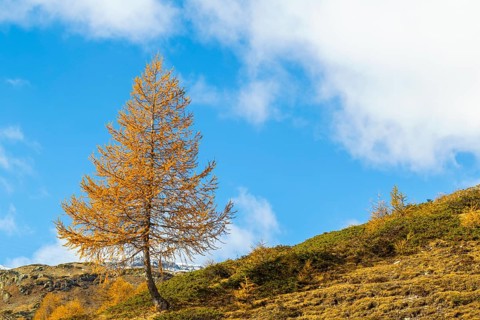 Larch (Larix) in autumn colors against blue skies, autumn, Pontresina, Bernina Pass, Engadin,