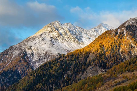 Mixed forest with larch trees (Larix) in autumn, mountain peaks with snow, autumn, Piz Chaste, Piz