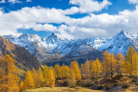Larch trees (Larix) in autumn in front of mountain peaks with snow, autumn, Piz Sena, Piz dal Teo,