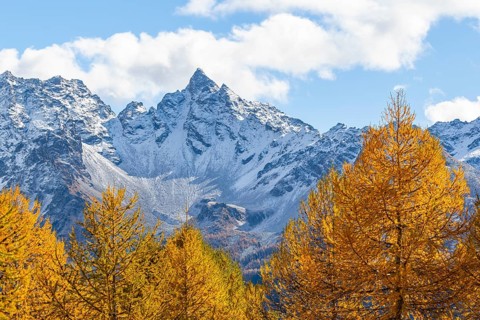 Larch trees (Larix) in autumn in front of mountain peaks, autumn, Piz dal Teo, Pontresina, Bernina
