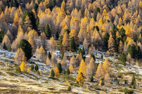 Mixed forest with larches (Larix) in autumn, autumn, Pontresina, Engadin, Grisons, Switzerland