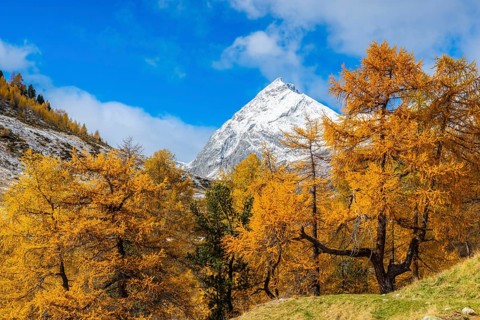 Larch forest (Larix) in autumn, mountain peaks with snow, autumn, Piz Üertsch, Albula Pass,