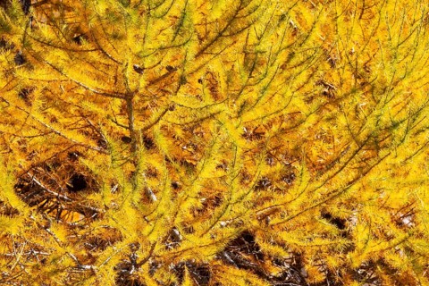 Larch (Larix) in autumn, autumn, Pontresina, Bernina Pass, Engadin, Grisons, Switzerland