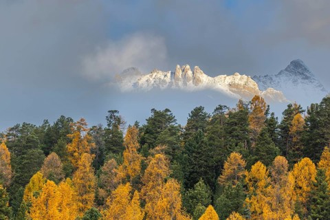Mixed forest with larches (Larix) in autumn foliage off Piz Muragl, mountain peaks,