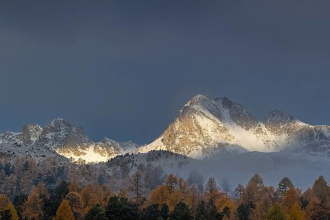 Mixed forest with larches (Larix) in autumn foliage off Piz Muragl and La Sours, mountain peaks,