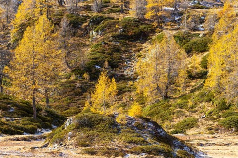 Larches (Larix) in autumn, autumn, Pontresina, Engadin, Grisons, Switzerland