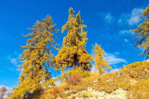 Larch trees (Larix) in autumn against a blue sky, autumn, Guarda, Engadin, Grisons, Switzerland
