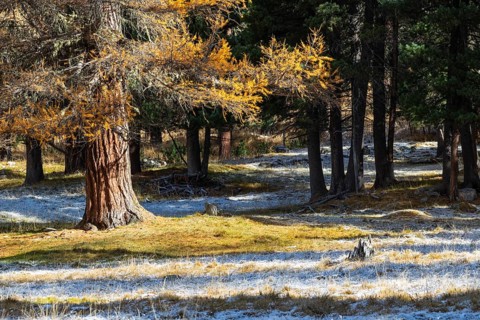 Larch Larix) in autumn color with frost, autumn, Engadin, Graubünden, Switzerland