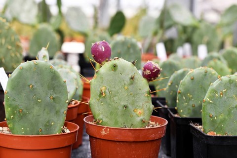 Many small Opuntia cactus plants, one with purple buds, likely Opuntia stricta. Shows detailed