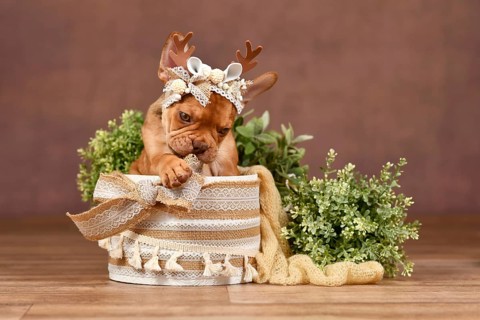 Cute Mokka Sable Maskless French Bulldog puppy with reindeer antlers in box in front of brown