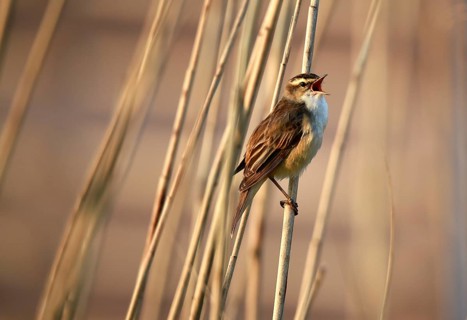 Reed warbler, (Acrocephalus schoenobaenus) singing in reeds, Schleswig-Holstein, Germany