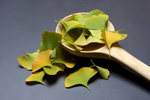 Ginkgo leaves in wooden ladle, ginkgo biloba