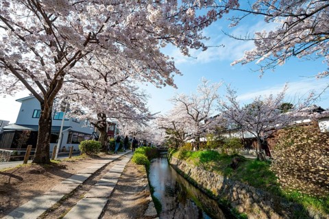 Footpath along a canal, cherry blossoms in spring, Philosopher's Path or Tetsugaku no michi, Kyoto,