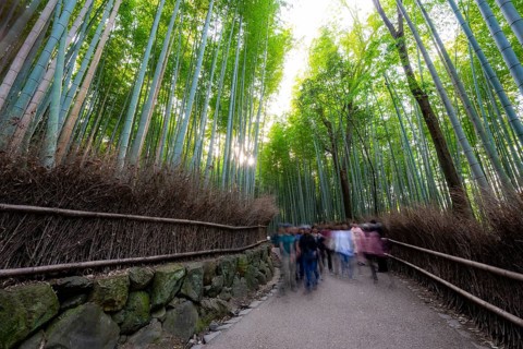 Visitors on their way through bamboo forest, long exposure, towering bamboo stems in Arashiyama