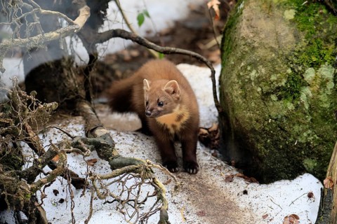 Marten (Martes martes), adult, alert, soil, winter, snow, Bavarian Forest National Park, Germany,