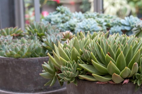 Echeveria, Fettblatt Rosette, North Rhine-Westphalia, Germany