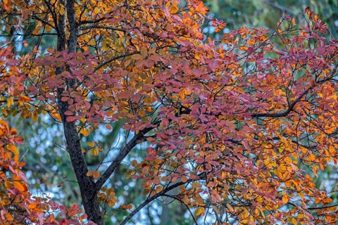 Rock pear (Amelanchier), autumn colors, Münsterland, North Rhine-Westphalia, Germany