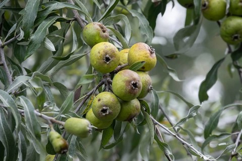 Willow leaf pear (Pyrus salicifolia) Rosaceae family, fruits, fruit stand, Münsterland, North