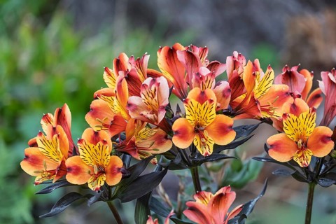 Inkalilien (Alstroemeria), Münsterland, North Rhine-Westphalia, Germany