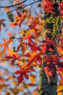 American sweet gum (Liquidambar styraciflua), also known as starfish tree, autumn colors,
