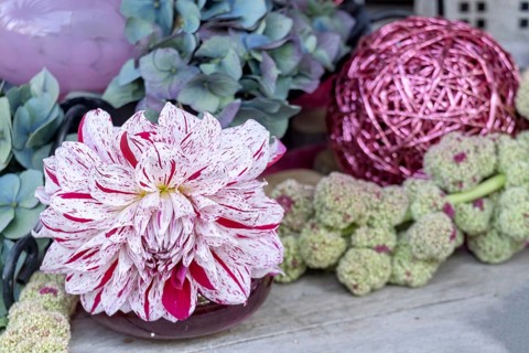 Decoration with a dahlia, foxtail and hydrangea, North Rhine-Westphalia, Germany