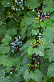 Ussuri false vine (Ampelopsis glandulosa var. brevipedunculata), vine, false vine, fruit, climbing