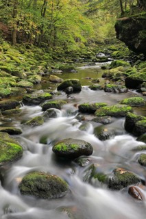 Stream, stones, mixed forest, autumn, Wildbachklamm Buchberger Leite, Bavarian Forest National