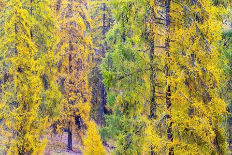 Larch forest, yellow larch trees (Larix), autumn, Ardez, Engadin, Grisons, Switzerland