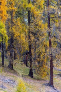 Larch forest, yellow larch trees (Larix), autumn, Ardez, Engadin, Grisons, Switzerland
